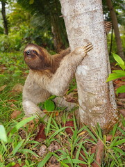 A three toed sloth on the ground begins to climb a tree, Panama, Central America © dam