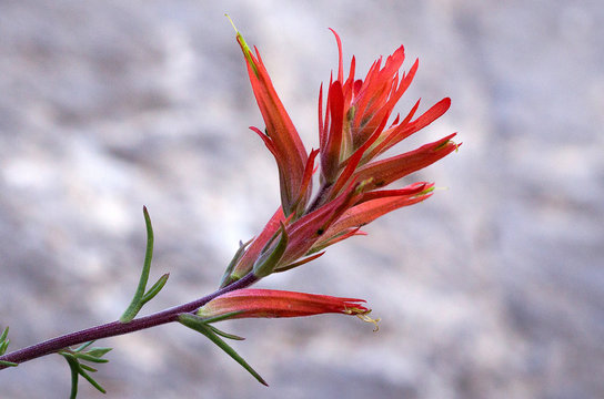 red desert paintbrush