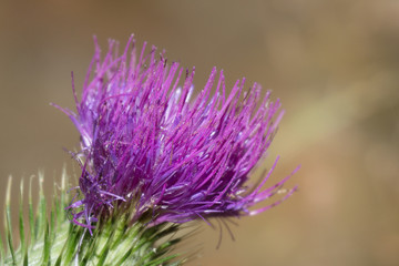 purple thistle