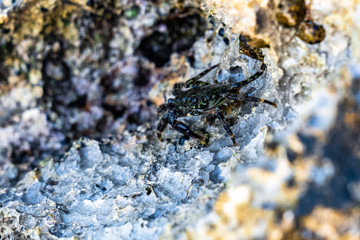 crab on rock
