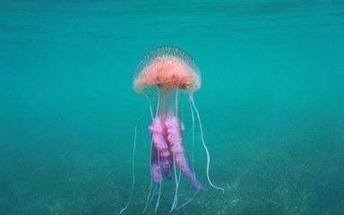 Fototapeta premium Mauve stinger jellyfish (Pelagia noctiluca), Mediterranean sea, Spain