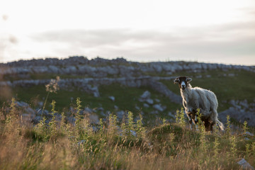 Swaledale Ewe Above Malham In The Yorkshire Dales National Park - 233581093