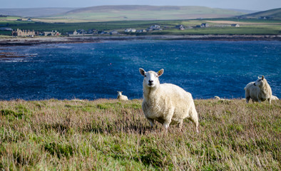 Close Up of a Sheep 