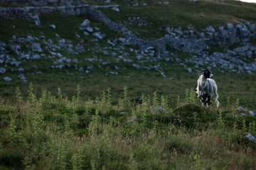 Swaledale Ewe Above Malham In The Yorkshire Dales National Park - 233581202