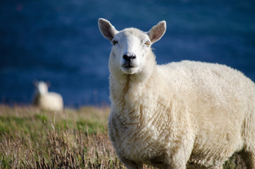 Close Up of a Sheep 