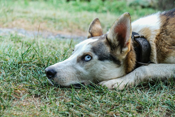 The head of a dog lying on the grass and looking blue eyes. Dog walking.