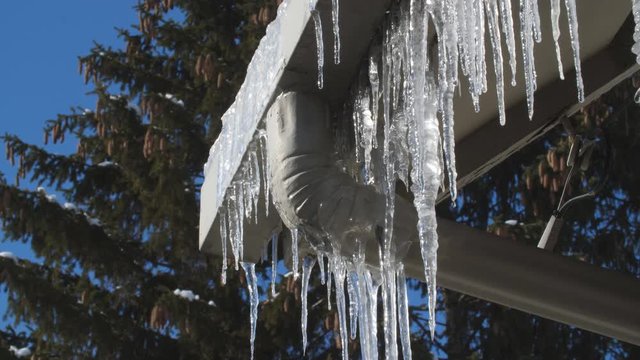 Frozen drainpipe and house gutter or eavestrough with icicles. Winter. Snow covered coniferous tree in the background.