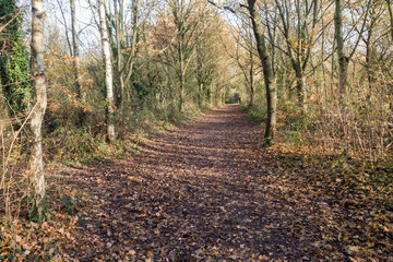 path through forest