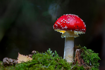 Fototapeta na wymiar champignon amanite tue-mouches