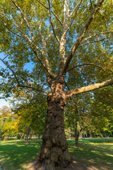 Maple leaves in autumn