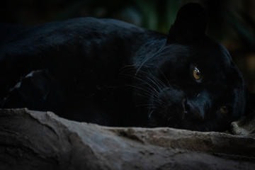 Black Panther