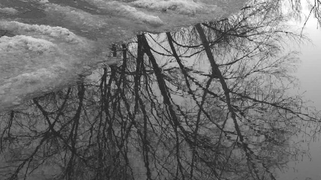 Winter puddle with slush and reflection of bare tree. Black and white. Toronto, Canada.