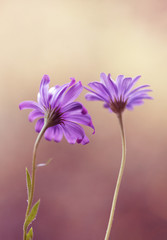 Fioletowe kwiaty © mycatherina