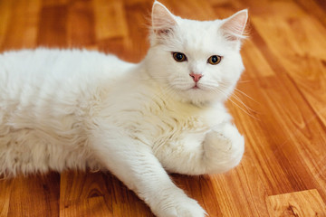 White cat lying on a wooden floor