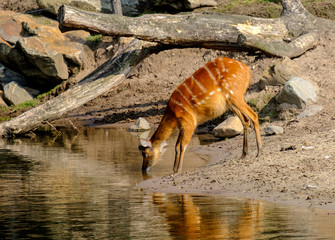 small young deer drinking water in wildlife