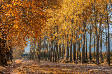 Autumn color at Dudakli, Bursa
