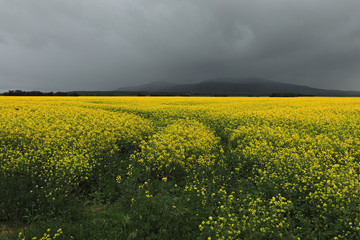 Cold front is moving towards the canola fields