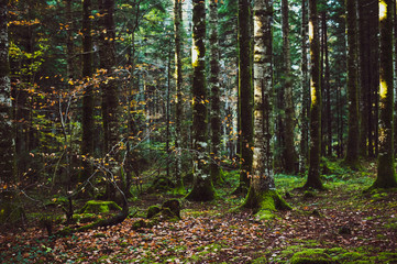 Automne en forêt