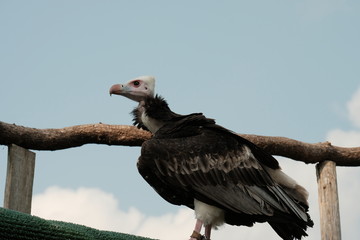 bald eagle