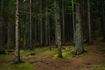 Virgin, dense pine forest, beautiful nature of Montenegro.