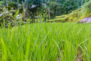 Rice Plants with Golden Grains in Bali