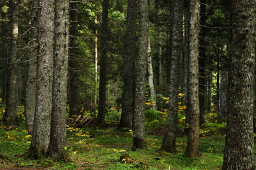 Virgin, dense pine forest, beautiful nature of Montenegro.