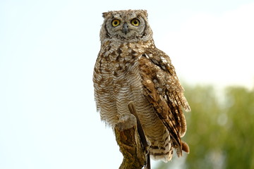 Spotted eagle-owl (Bubo africanus) is a medium-sized species of owl, one of the smallest of the eagle owls