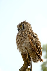 Spotted eagle-owl (Bubo africanus) is a medium-sized species of owl, one of the smallest of the eagle owls