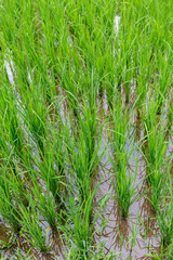 Rice Plants with Golden Grains in Bali