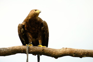bird of prey
