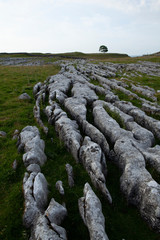 Limestone Grykes above Malham in the Yorkshire Dales National Park - 233584683