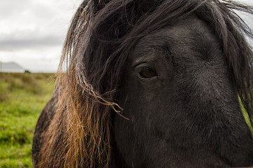 Close up of a Highland Pony