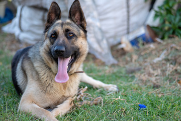 German shepherd dog sitting on grass with tongue out