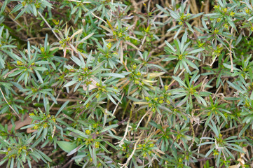 Iberis sempervirens green plant background