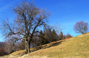 landscape in autumn colors
