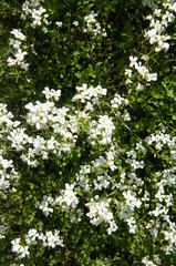Arabis caucasica or garden arabis or mountain rock cress white flowers with green 