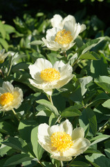 Paeonia lactiflora white flowers with green vertical