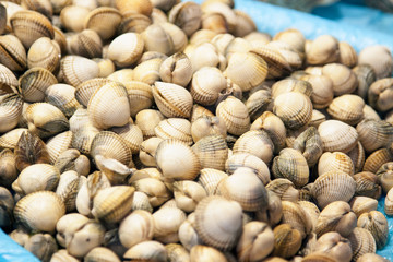 Close-up of fresh culinary Spanish clams or Almejas.