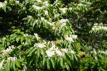 Lonicera maackii or amur honeysuckle green shrub with white flowers 