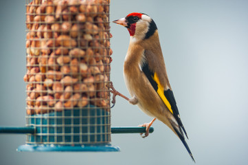 goldfinche (Carduelis carduelis) eating nuts from a bird feeder