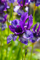 Iris sibirica violet flowers in sunlight vertical