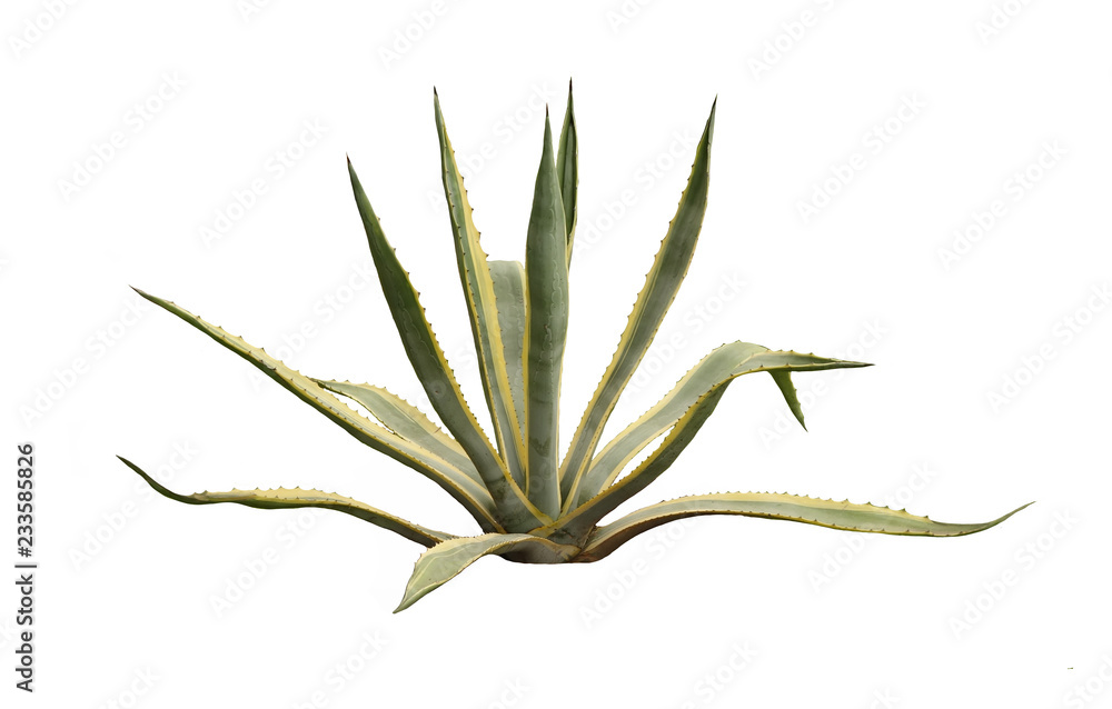 Wall mural agave cactus