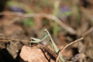 fotografias de insectos varios 