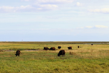 Ostsee, Galloway, Urlaub, Erholung 