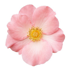 Wild rose pink flower isolated on white - obrazy, fototapety, plakaty