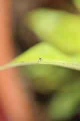 fotografias de insectos varios 