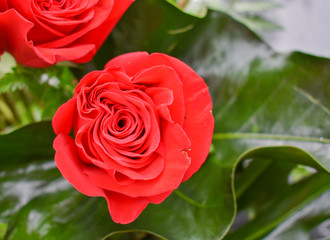 ONE GEAUTIFUL BOUQUET OF BEAUTIFUL RED ROSES WITH RED OPENED PETALS PREPARED FOR A PRESENT AT VALENTINES DAY O MUMS DAY