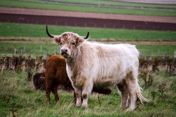 View of Highland Cow