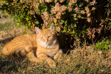Young orange cat laying on the background on the grass