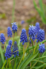 A close-up shot of Muscari and green leaves at flowerbed